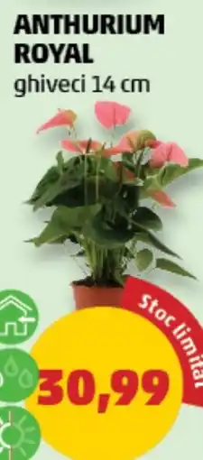 Penny Anthurium Royal Ofertă