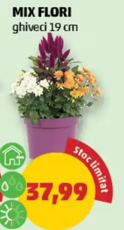 Penny Mix Flori Ofertă