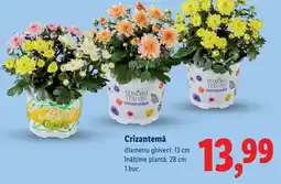 Lidl Crizantemă Ofertă