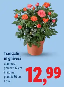 Lidl Trandafir în ghiveci Ofertă