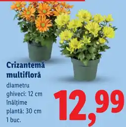 Lidl Crizantemă multifloră Ofertă