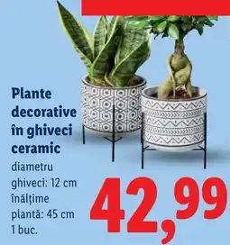 Lidl Plante decorative în ghiveci ceramic Ofertă