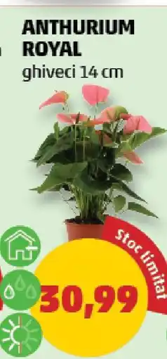 Penny ANTHURIUM ROYAL Ofertă