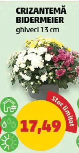 Penny CRIZANTEMĂ BIDERMEIER Ofertă