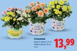 Lidl Crizantema Ofertă