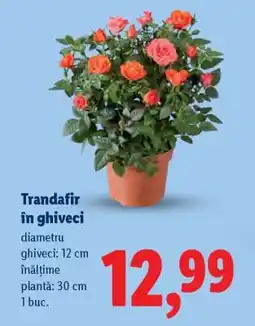 Lidl Trandafir în ghiveci Ofertă