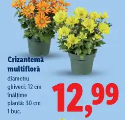 Lidl Crizantemă multifloră Ofertă