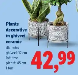 Lidl Plante decorative în ghiveci ceramic Ofertă