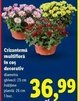 Lidl Crizantemă multifloră în coș decorativ Ofertă