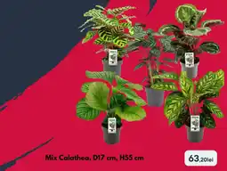 Brico Depôt Mix Calathea, D17 cm, H55 cm Ofertă