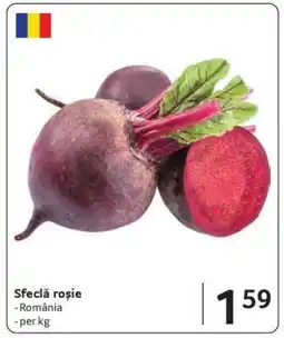 Selgros Sfeclă roşie Ofertă