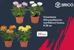 Brico Depôt Brico crizantema (chrysanthemum morifolium) cosmo Ofertă