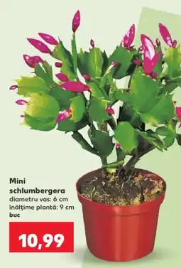 Kaufland Mini schlumbergera Ofertă