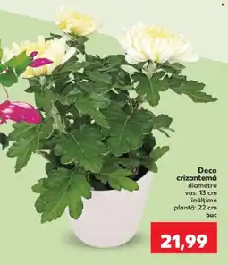 Kaufland Deco crizantemă Ofertă