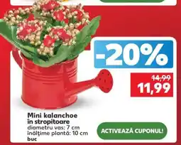 Kaufland Mini kalanchoe în stropitoare Ofertă