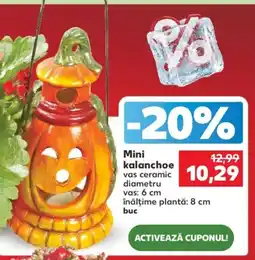 Kaufland Mini kalanchoe Ofertă