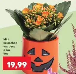 Kaufland Mini kalanchoe vas deco Ofertă