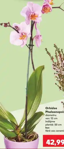Kaufland Orhidee Phalaenopsis Ofertă