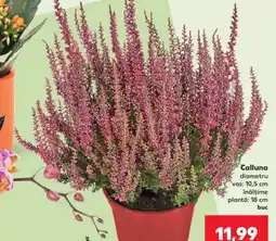 Kaufland Calluna Ofertă