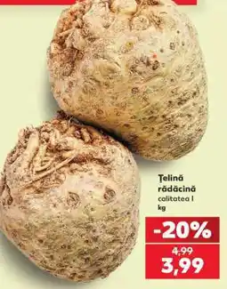 Kaufland Ţelină rădăcină Ofertă