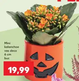 Kaufland Mini kalanchoe vas deco 6 cm buc Ofertă