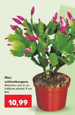 Kaufland Mini schlumbergera Ofertă