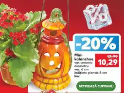 Kaufland Mini kalanchoe Ofertă
