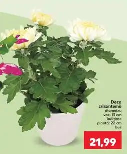 Kaufland Deco crizantemă Ofertă