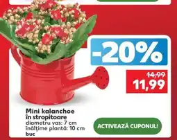 Kaufland Mini kalanchoe în stropitoare Ofertă