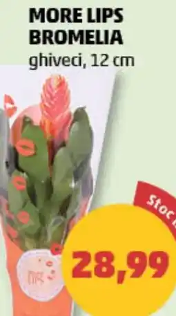 Penny More lips bromelia Ofertă