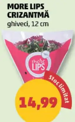 Penny More lips crizantmă Ofertă