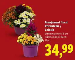 Lidl Aranjament floral Crizantema / Celosia Ofertă