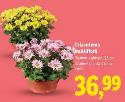 Lidl Crizantemă multifloră Ofertă