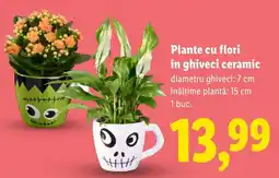 Lidl Plante cu flori în ghiveci ceramic Ofertă
