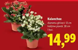 Lidl Kalanchoe Ofertă