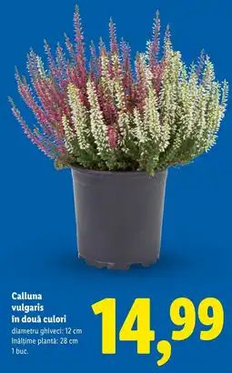 Lidl Calluna vulgaris Ofertă