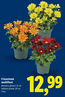 Lidl Crizantemă multifloră Ofertă
