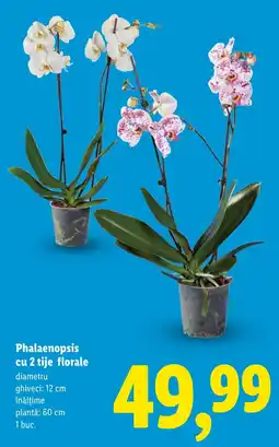 Lidl Phalaenopsis cu 2 tije florale Ofertă