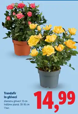 Lidl Trandafir în ghiveci Ofertă