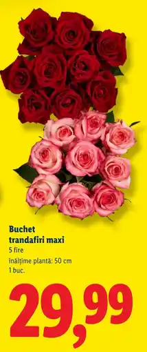 Lidl Buchet trandafiri maxi Ofertă