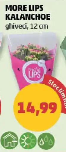 Penny MORE LIPS KALANCHOE Ofertă