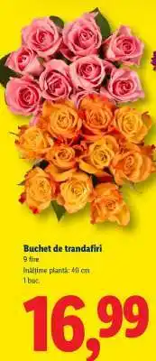 Lidl Buchet de trandafiri Ofertă