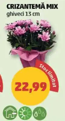 Penny Crizantema mix Ofertă
