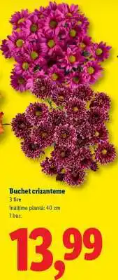 Lidl Buchet crizanteme Ofertă