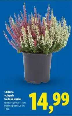 Lidl Calluna vulgaris în două culori Ofertă