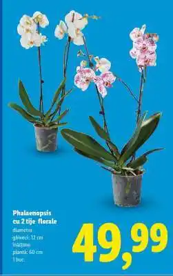 Lidl Phalaenopsis cu 2 tije florale Ofertă