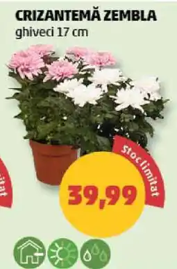 Penny CRIZANTEMA ZEMBLA Ofertă