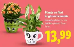 Lidl Plante cu flori în ghiveci ceramic Ofertă