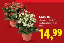 Lidl Kalanchoe Ofertă