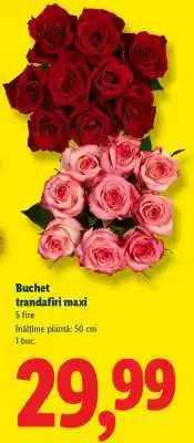 Lidl Buchet trandafiri maxi Ofertă